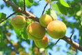 Ripe apricot fruits on branch. Fruits growing on tree in summer garden Royalty Free Stock Photo