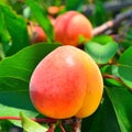 Ripe apricot grows on a branch