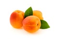Ripe apricot with leaves isolated Royalty Free Stock Photo