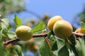 Ripe Apricots