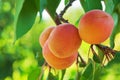 Ripe Apricots