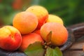 Ripe apricots and apricot leaves in wooden plate Royalty Free Stock Photo