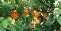 ripe apricots on an apricot tree, banner format Royalty Free Stock Photo