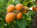 Ripe apricots on a branch