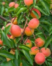 Ripe apricots