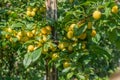 Ripe apricots on a branch. The concept of seasonal ripening of the crop.