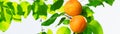 Ripe apricots on a branch with green leaves blurred background banner Royalty Free Stock Photo