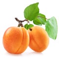 Ripe apricots on the branch with green leaves  isolated on white background Royalty Free Stock Photo