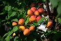 Ripe apricots on branch in the orchard at sunny summer day