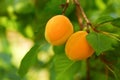 Ripe apricots on the branch