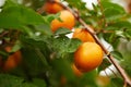 Ripe apricots on the branch Royalty Free Stock Photo