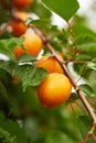 Ripe apricots on the branch Royalty Free Stock Photo