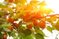 Ripe apricots on the branch Royalty Free Stock Photo
