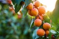 Ripe apricots branch in sunlight Royalty Free Stock Photo