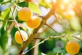 Ripe apricots on a branch in the sunlight. Natural background Royalty Free Stock Photo