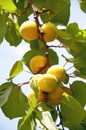 Ripe apricots on the branches Royalty Free Stock Photo