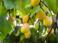 Ripe apricots on a fruit tree. Nature background. summer harvest