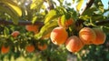 Ripe apricots in a garden close-up. Generative AI. Royalty Free Stock Photo