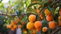 Ripe apricots in a garden close-up. Generative AI. Royalty Free Stock Photo