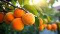 Ripe apricots in a garden close-up. Generative AI. Royalty Free Stock Photo