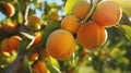 Ripe apricots in a garden close-up. Generative AI. Royalty Free Stock Photo