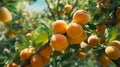 Ripe apricots in a garden close-up. Generative AI. Royalty Free Stock Photo