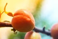 Ripe apricots grow on a branch Royalty Free Stock Photo