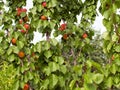 Ripe apricots grow on a tree in the garden. Harvest fruits and berries. Juicy and sweet fruit. Food for a vegetarian Royalty Free Stock Photo