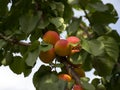 Ripe apricots grow on a tree in the garden. Harvest fruits and berries. Juicy and sweet fruit. Food for a vegetarian Royalty Free Stock Photo