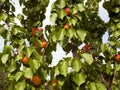 Ripe apricots grow on a tree in the garden. Harvest fruits and berries. Juicy and sweet fruit. Food for a vegetarian Royalty Free Stock Photo