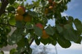 Ripe apricots grow on a tree in the garden. Harvest fruits and berries. Juicy and sweet fruit. Food for a vegetarian Royalty Free Stock Photo