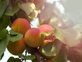 Ripe apricots grow on a tree in the garden. Harvest fruits and berries. Juicy and sweet fruit. Food for a vegetarian Royalty Free Stock Photo