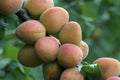 Ripe apricots growing on the apricot tree Royalty Free Stock Photo