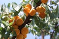 Ripe sweet apricot fruits growing on a apricot tree branch in orchard. Royalty Free Stock Photo