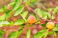 Ripe apricots growing on a branch