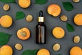 Ripe apricots, kernels and bottle with apricot oil on dark background Royalty Free Stock Photo