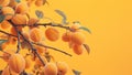 Ripe apricots. many apricot fruits on a tree on orange background. Organic fruits. Healthy food Royalty Free Stock Photo