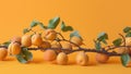 Ripe apricots. many apricot fruits on a tree on orange background. Organic fruits. Healthy food Royalty Free Stock Photo