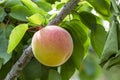 Ripe Apricots in Orchard Royalty Free Stock Photo