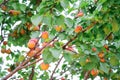 Ripe apricots on the orchard tree in the garden Royalty Free Stock Photo