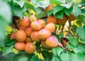 Ripe apricots on the orchard tree in the garden Royalty Free Stock Photo