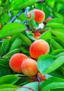 Ripe apricots ripen on an apricot tree Royalty Free Stock Photo