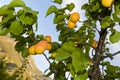 Ripe apricots on tree Royalty Free Stock Photo