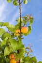 Ripe apricots on tree Royalty Free Stock Photo