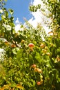 Ripe apricots on tree Royalty Free Stock Photo