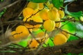 Ripe apricots on a tree branch closeup. Growing organic fruits. Gardening Royalty Free Stock Photo