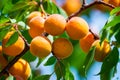 Ripe apricots on a tree branch Royalty Free Stock Photo