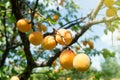 Ripe apricots on a tree branch Royalty Free Stock Photo