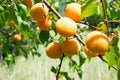 Ripe apricots on a tree branch Royalty Free Stock Photo