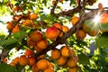 Ripe apricots on the tree, close-up, selective focus